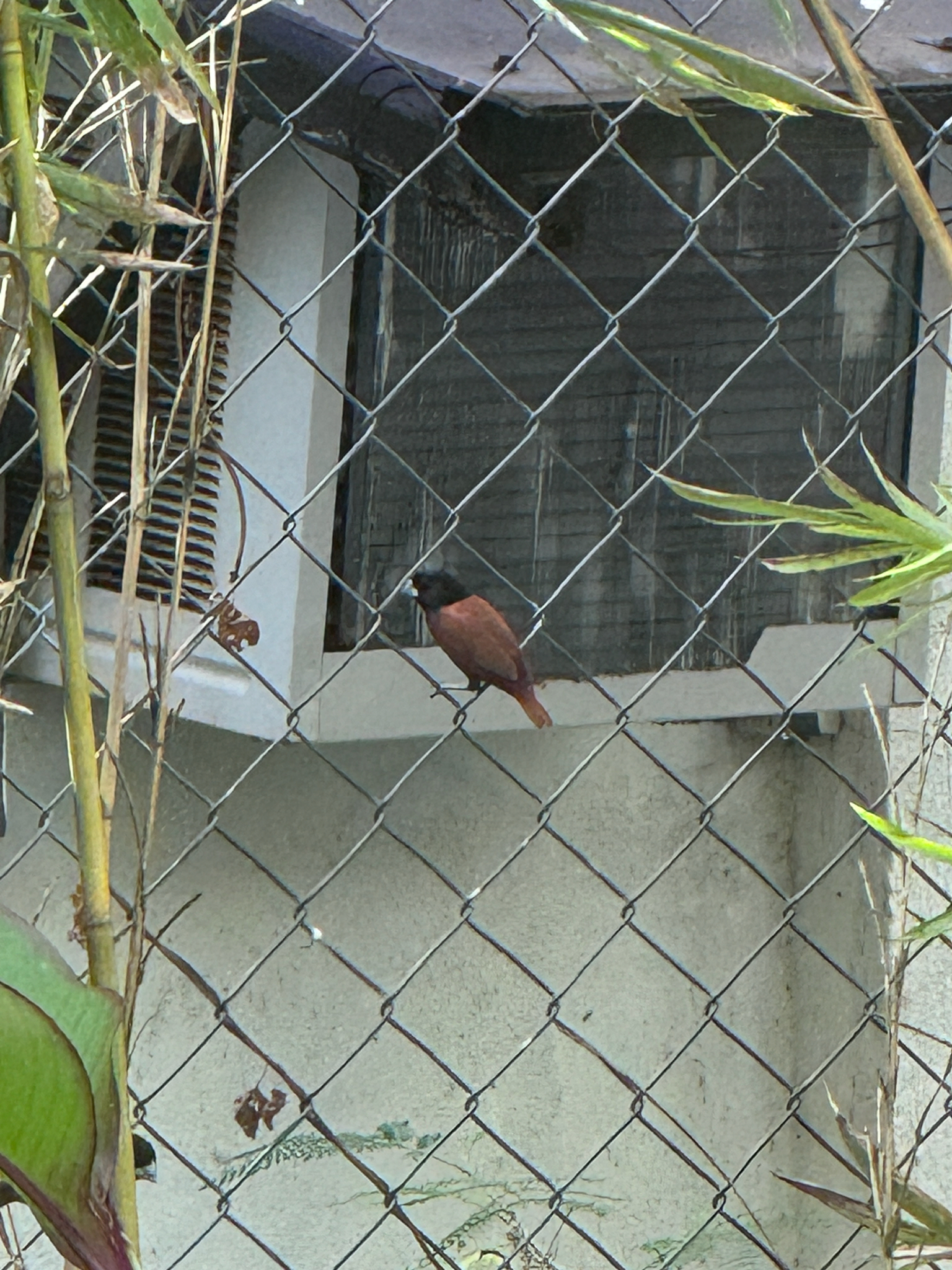 Chestnut Munia (Lonchura atricapilla), photo 3