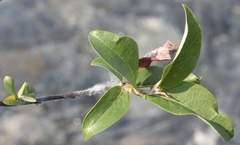Salix brachycarpa niphoclada