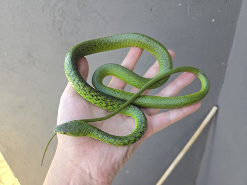 Western Green Snake