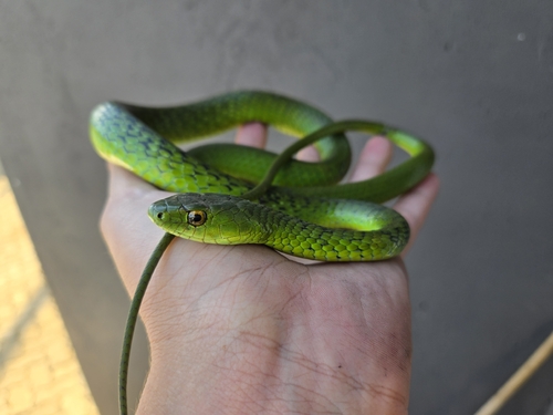 Western Green Snake