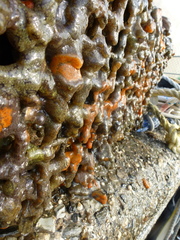 Styelidae