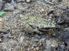 Eleutherodactylus albolabris