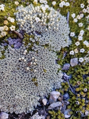 Raoulia hectorii, photograph (c) Irisa Hudson, some rights reserved (CC BY)