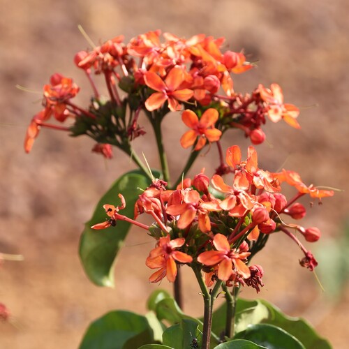 Flaming Glorybower