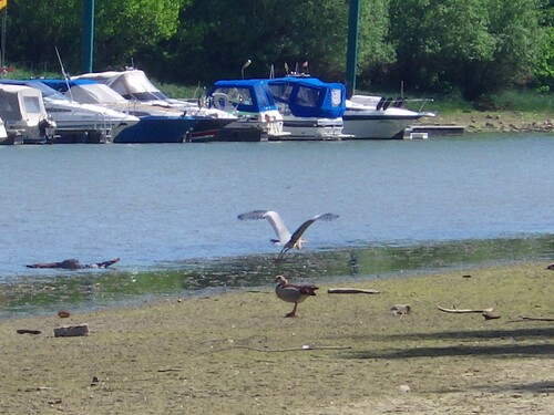 iNaturalist: (c) Matthias Buck, some rights reserved (CC BY-NC), uploaded by Matthias Buck iNaturalist image