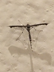 Amblyptilia pica