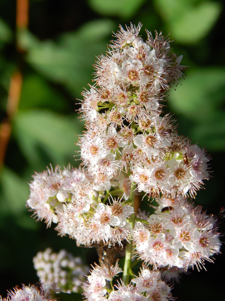 Spiraea alba