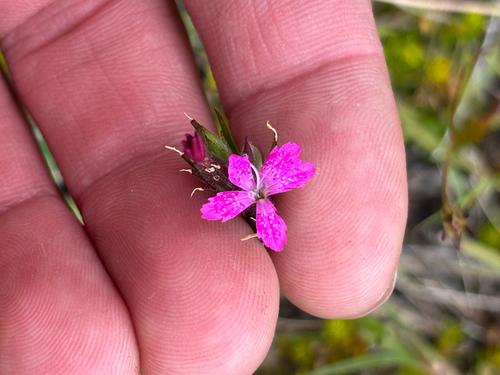 Grass pink