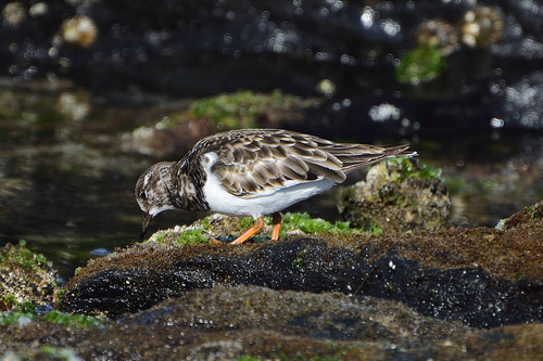 iNaturalist: (c) Anthony Katon, some rights reserved (CC BY-NC), uploaded by Anthony Katon iNaturalist image