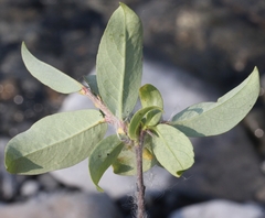 Salix brachycarpa niphoclada