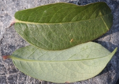 Salix brachycarpa niphoclada