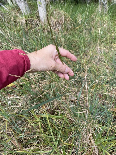 Agrostis stolonifera observed 2026-01-26