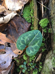 Hexastylis shuttleworthii
