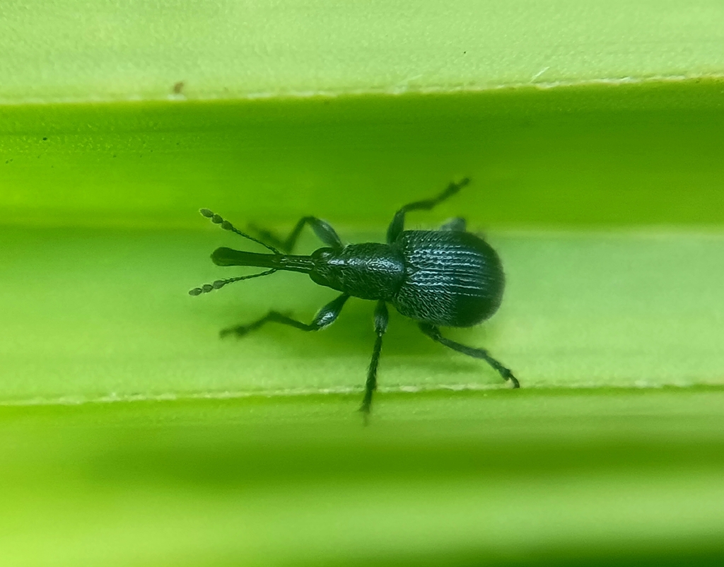 Involvulus helleri