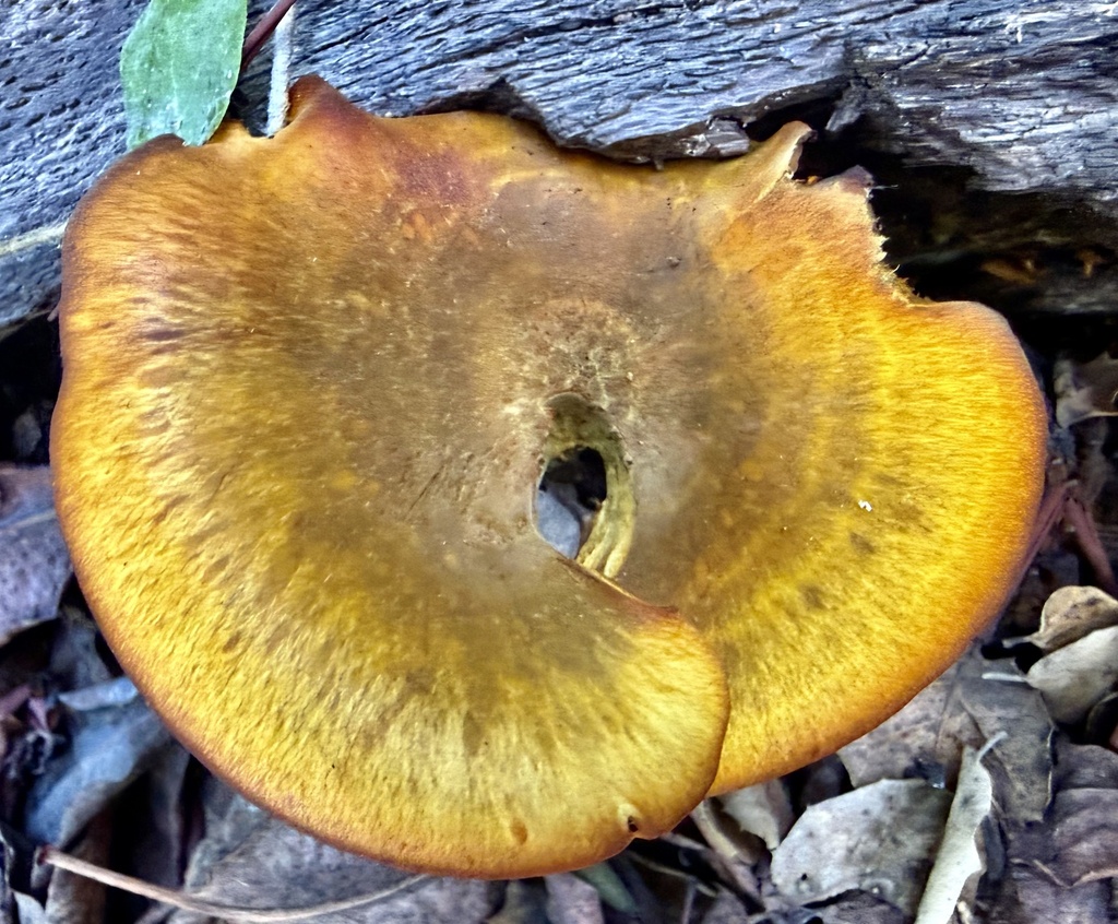 Omphalotus olivascens · January 2026 · photo: © hllrnnr (iNaturalist, cc0)