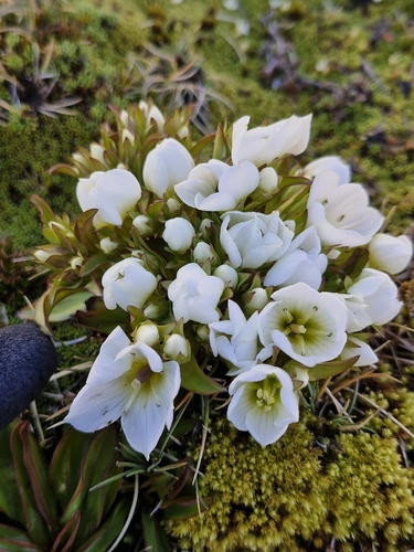 Gentianella divisa, photograph 3
