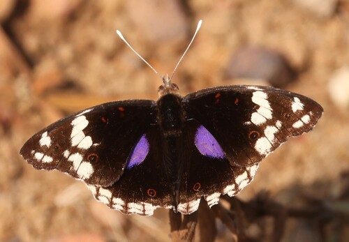Blue-spot Pansy