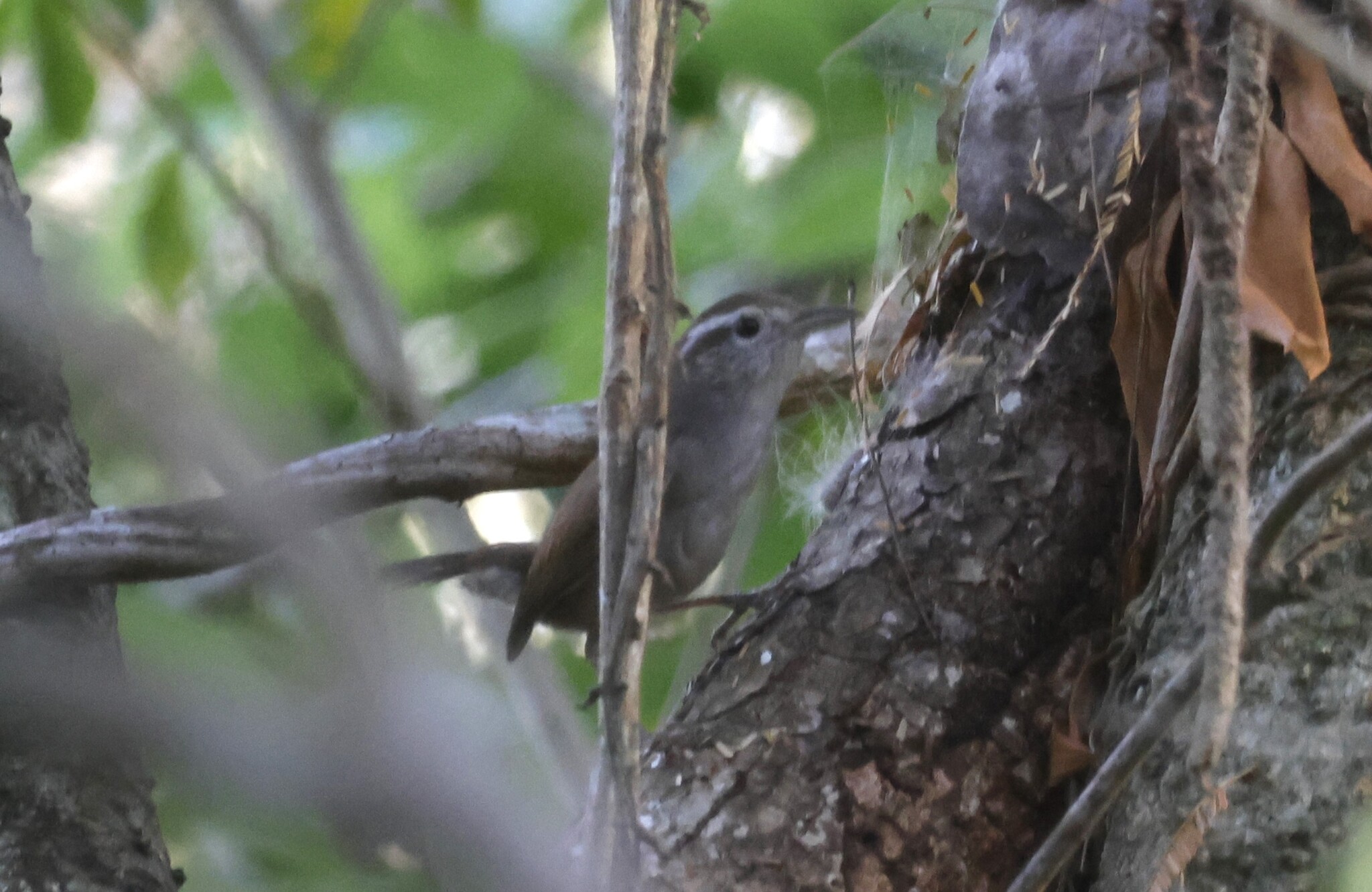 White-bellied Wren (Uropsila leucogastra), photo 4