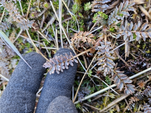 Acaena saccaticupula (Acaena saccaticupula)