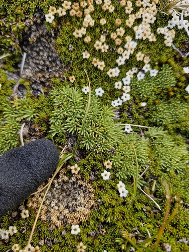 Abrotanella inconspicua (Abrotanella inconspicua)