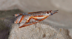 Arotrophora arcuatalis