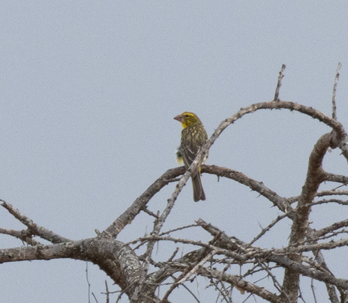 Northern Grosbeak-Canary (Crithagra donaldsoni), photo 2