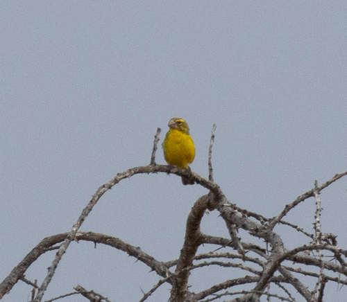 Northern Grosbeak-Canary (Crithagra donaldsoni), photo 2
