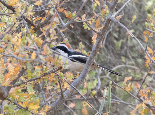 Red-naped Bushshrike (Laniarius ruficeps), photo 7