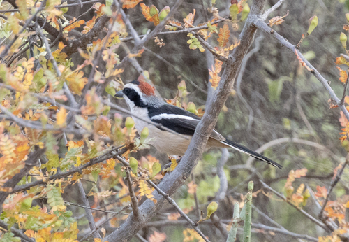 Red-naped Bushshrike (Laniarius ruficeps), photo 2