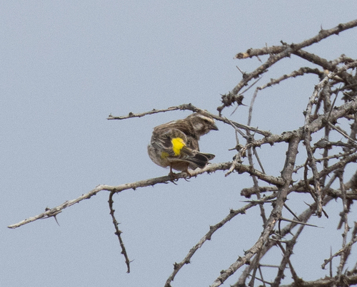 Reichenow's Seedeater (Crithagra reichenowi), photo 3