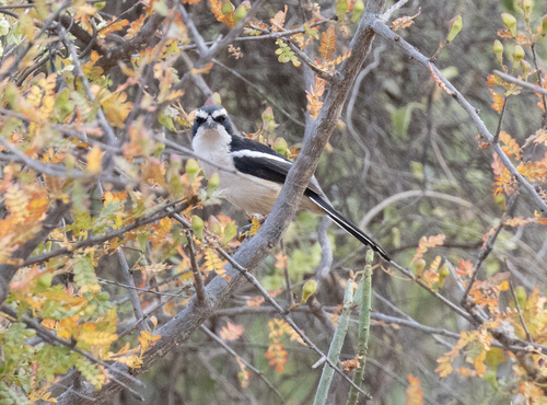 Red-naped Bushshrike (Laniarius ruficeps), photo 7