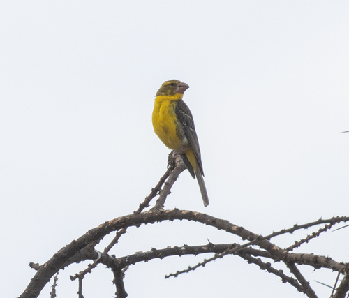 Northern Grosbeak-Canary (Crithagra donaldsoni)