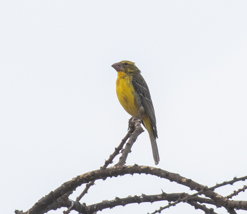 Northern Grosbeak-Canary (Crithagra donaldsoni), photo 4