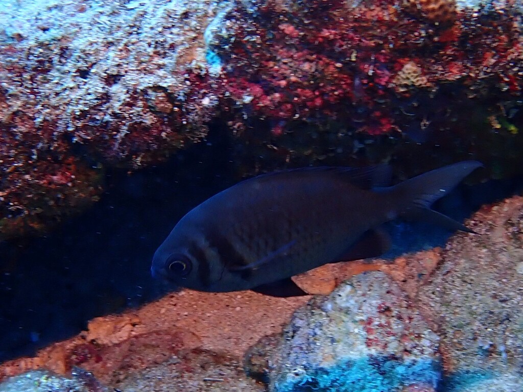 Paletail chromis (Chromis xanthura) — Pomacentridae