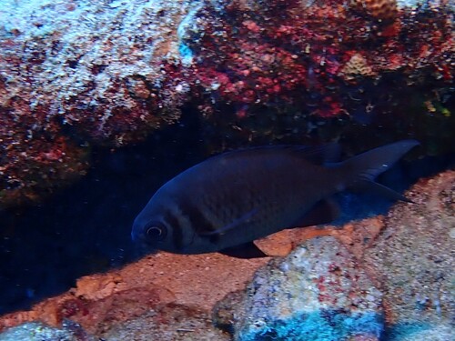 Paletail chromis (Chromis xanthura) — Pomacentridae