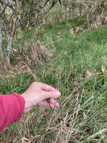 Agrostis stolonifera observed 2026-01-26