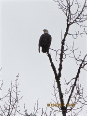 Haliaeetus leucocephalus washingtoniensis