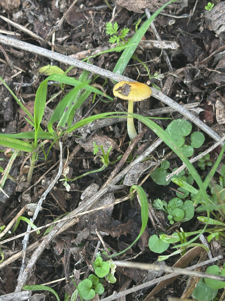 Bolbitius titubans · January 2026 · photo: © ninazhao (iNaturalist, cc-by)