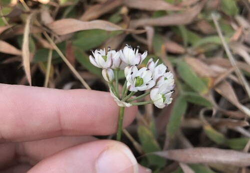 Allium virgunculae, photograph 3