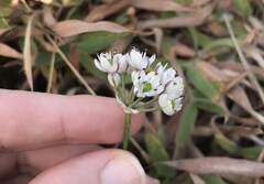 Mason Brock, CC0, iNaturalist via GBIF Allium virgunculae, photograph Mason Brock, CC0, iNaturalist via GBIF