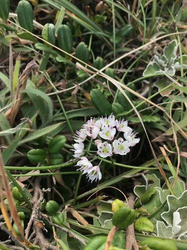 Allium virgunculae, photograph 1