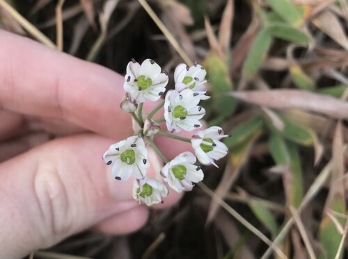 Allium virgunculae, photograph 2