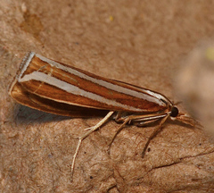 Hednota bivittella