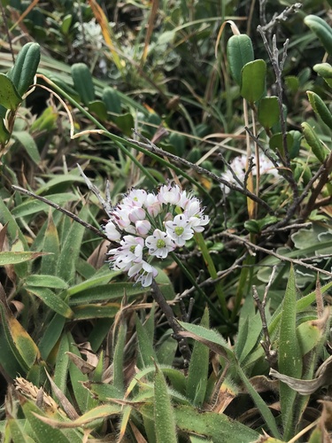 Allium virgunculae iNat (3)