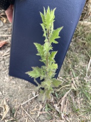 Pseudoconyza viscosa