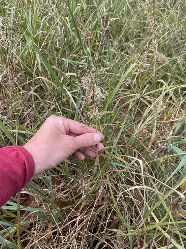 Agrostis stolonifera observed 2026-01-26