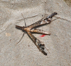 Tineodes adactylalis
