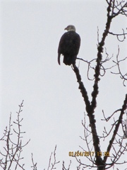 Haliaeetus leucocephalus washingtoniensis