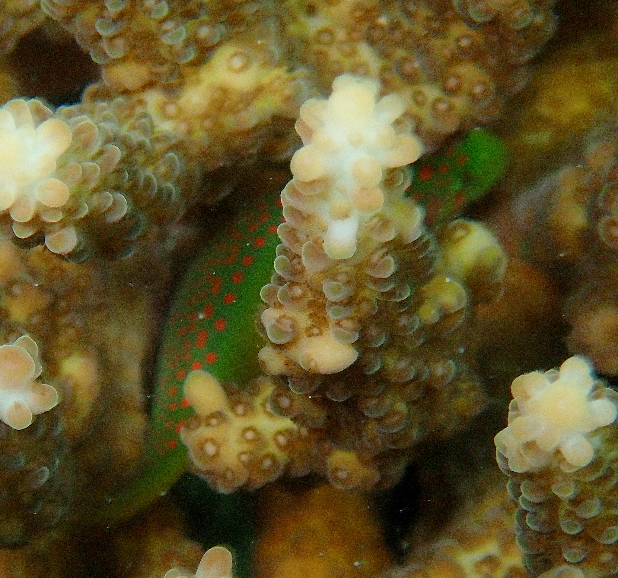 Red-Spotted Coralgoby photo 3