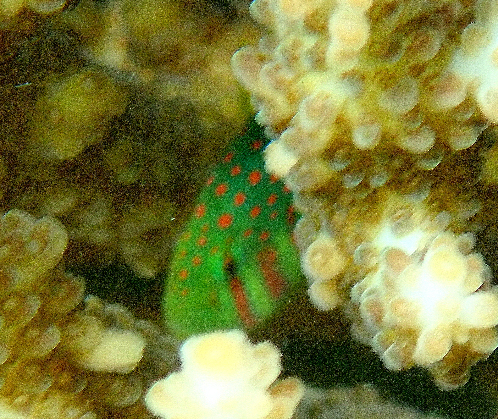 Red-Spotted Coralgoby photo 4
